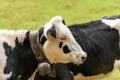 Head of a Dairy cow with cowbell - Italian Alps Royalty Free Stock Photo
