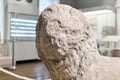 Head of a damaged antique lion statue in the exposition of the historical museum