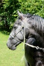 Head of an dark colored lipizzaner foal Royalty Free Stock Photo