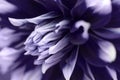 Head of dark violet and white color dahlia flower, closeup. Nature astro backround, petals macro Royalty Free Stock Photo