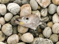 Head of dead cod on the stones of the sea coast. Consequences of sea pollution. Environmental pollution. Ecological problems Royalty Free Stock Photo