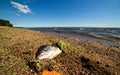 The head of a dead fish on a sandy beach.Problems with ecology at sea. Royalty Free Stock Photo