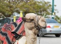 The head of the decoratively decorated camel with a blanket resting lying waiting for visitors Royalty Free Stock Photo