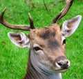 Head of a deer Royalty Free Stock Photo