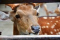 the head of a deer being reared in a zoo Royalty Free Stock Photo