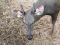 Head Deer Royalty Free Stock Photo