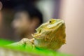 Head of Desert Chameleon