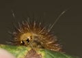 Head detail of a big orange caterpillar Royalty Free Stock Photo