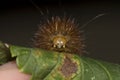 Head detail of a big orange caterpillar Royalty Free Stock Photo