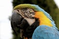 Head detail of a blue and yellow macaw Royalty Free Stock Photo