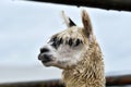 The head detail of cute calm llama with closed eye. Wet furry lama detail.