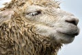 The head detail of cute calm llama with closed eye. Wet furry lama muzzle detail