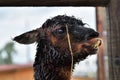 The head detail of cute crazy llama with overbite undershot yellow teeth. Wet furry lama detail.