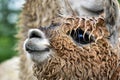 The head detail of small cute Lama alpaca. Wet alpaca muzzle. Smilling furry animal