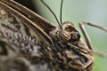 Head details of Caligo atreus Lepidoptera (Butterfly) Royalty Free Stock Photo