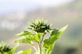 Head details of a green young undisclosed sunflower close-up. Vorsinki on the stem, macro shot Royalty Free Stock Photo