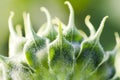 Head details of a green young undisclosed sunflower close-up. Vorsinki on the stem, macro shot Royalty Free Stock Photo