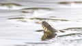 Head of dice snake Natrix tessellata in water. Close up