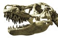 Head of dinosaur Royalty Free Stock Photo