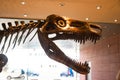 Dinosaur skeleton. Head dinosaur skeleton in museum