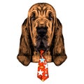 The head of the dog breed Bloodhound vector Royalty Free Stock Photo