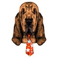 The head of the dog breed Bloodhound vector