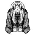 The head of the dog breed Bloodhound vector Royalty Free Stock Photo