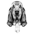 The head of the dog breed Bloodhound vector