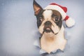 The head of the dog breed Boston Terrier looks through a hole of blue paper. Royalty Free Stock Photo