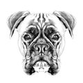 The head of the dog breed boxer dog collar Royalty Free Stock Photo