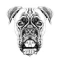 the head of the dog breed boxer dog collar