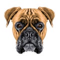 The head of the dog breed boxer dog collar Royalty Free Stock Photo