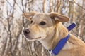 Head dog in collar in the background of a winter forest