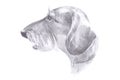 The head of the dog - haired dachshund drawing pencil