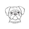 Head Dog pug, hand-painted, portrait. Black and white.