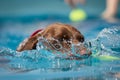 Head of dog in water making a splash Royalty Free Stock Photo