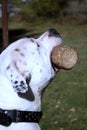 Head of dog Royalty Free Stock Photo