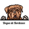 Head Dogue de Bordeaux - dog breed. Color image of a dogs head isolated on a white background