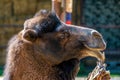 Head of a domestic camel, with a bent lip Royalty Free Stock Photo