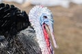 Head of a domestic turkey on a bright sunny day