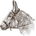 Head of donkey Royalty Free Stock Photo