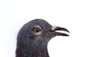 Head of a dove isolated on white background Royalty Free Stock Photo