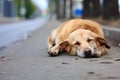 a head-down, lone dog abandoned on the sidewalk Royalty Free Stock Photo