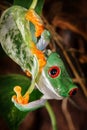 Head down red eyed tree on the leaf Royalty Free Stock Photo