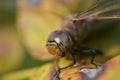 Head of a dragonfly, Tau emerald, Dragonflies, graceful predatory insects