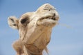 Head of a dromedary camel Royalty Free Stock Photo