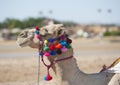 Head of dromedary camel with ornate bridle Royalty Free Stock Photo
