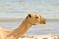 Head of a dromedary with the ocean in background on the beach of Royalty Free Stock Photo