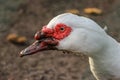 Head of a duck