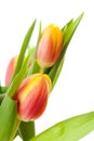 Head of Dutch tulip flower